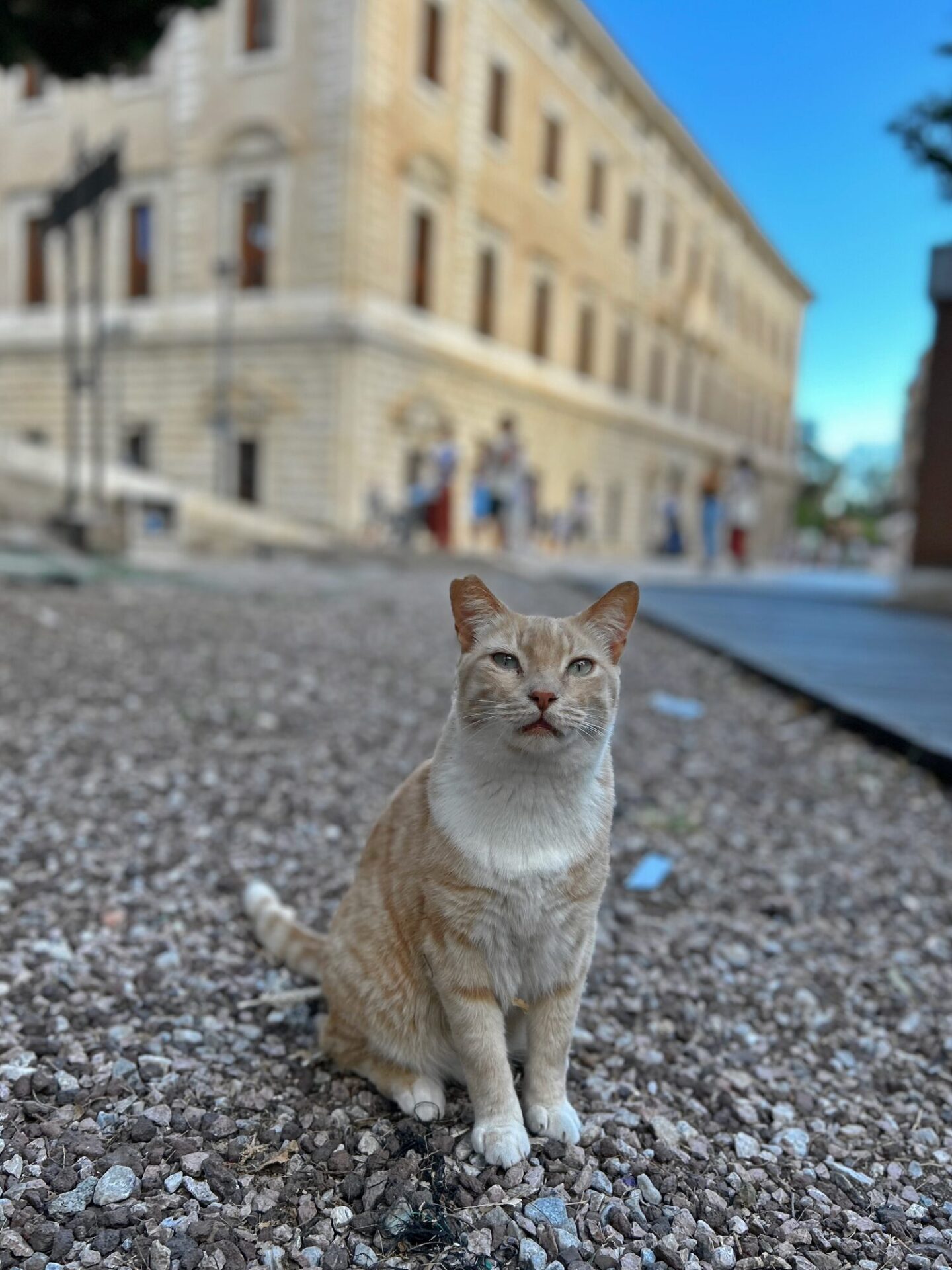 Málaga cat
