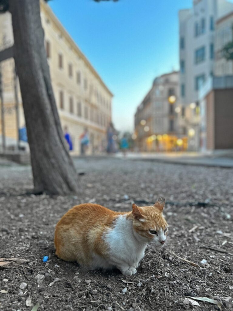 A ginger cat in Málaga city center