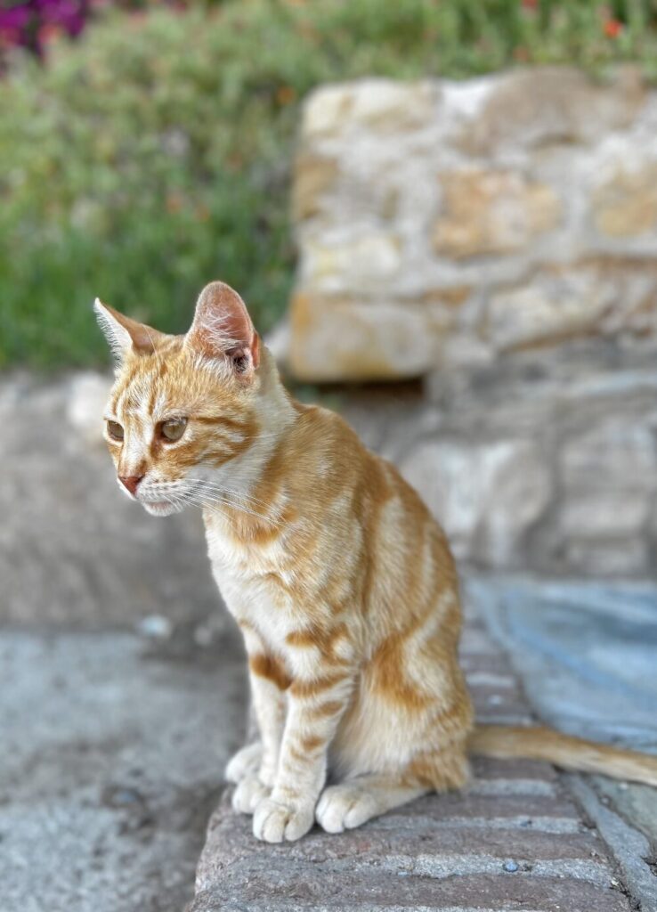 Málaga Felina