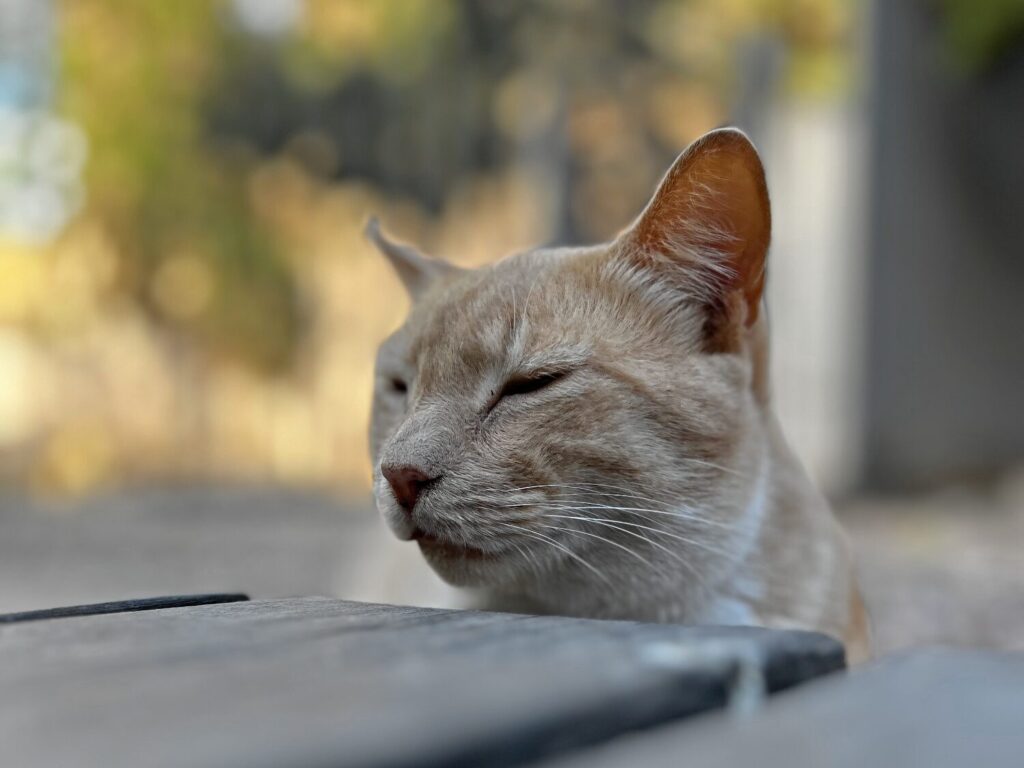 Gato de Málaga