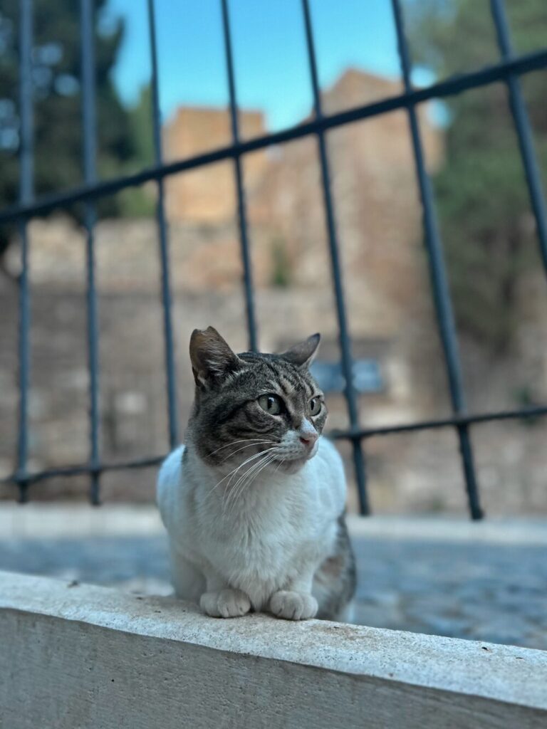 Málaga Roman Theater cat