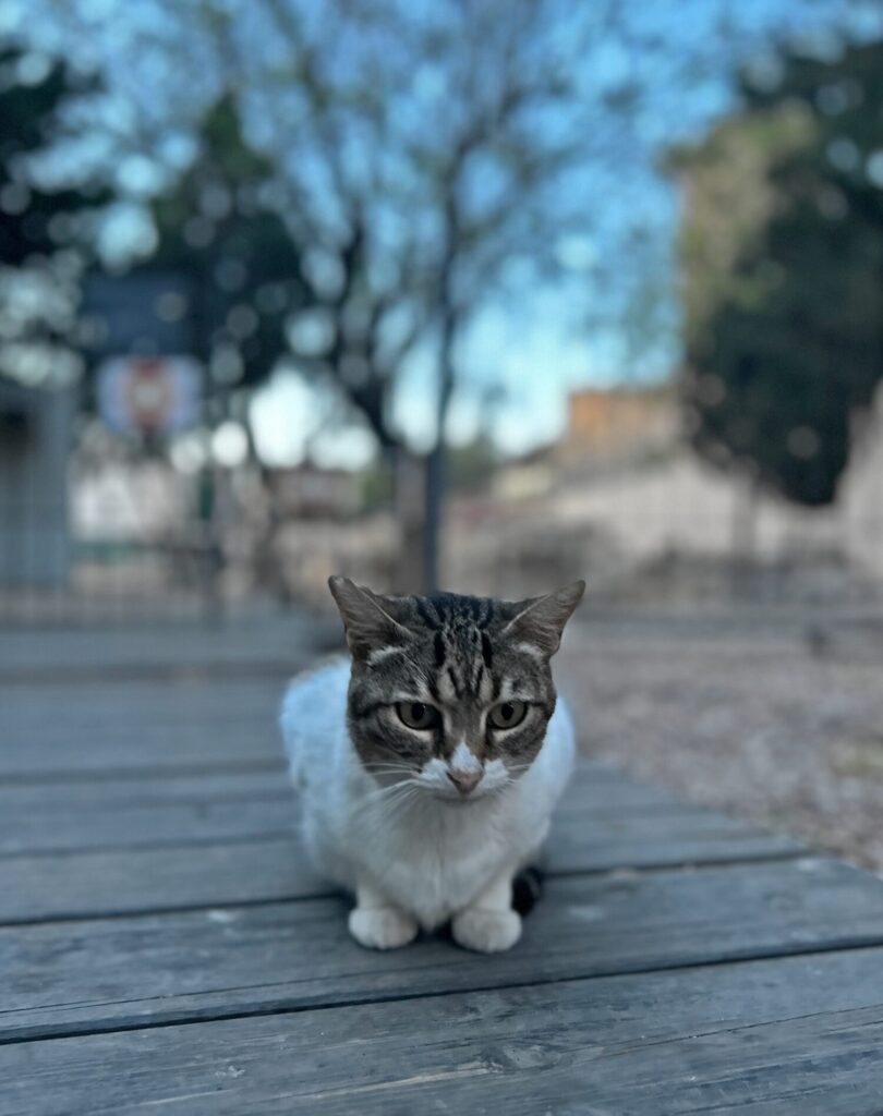 Cute cat near the Málaga Roman Theater in the evening