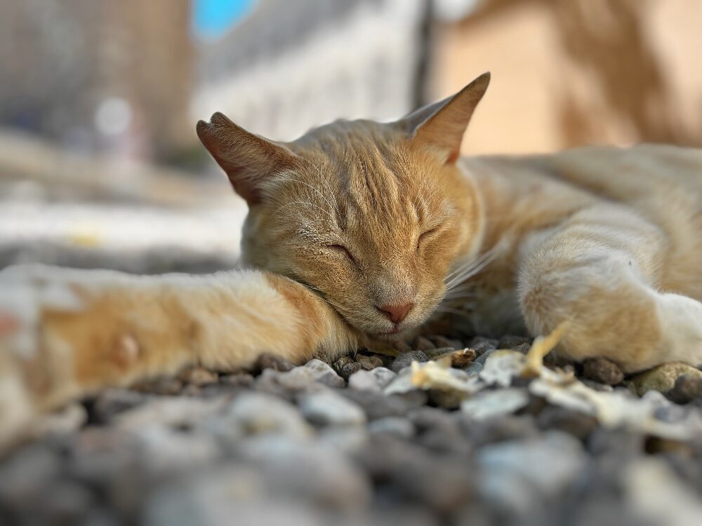 Sleeping ginger cat in Málaga
