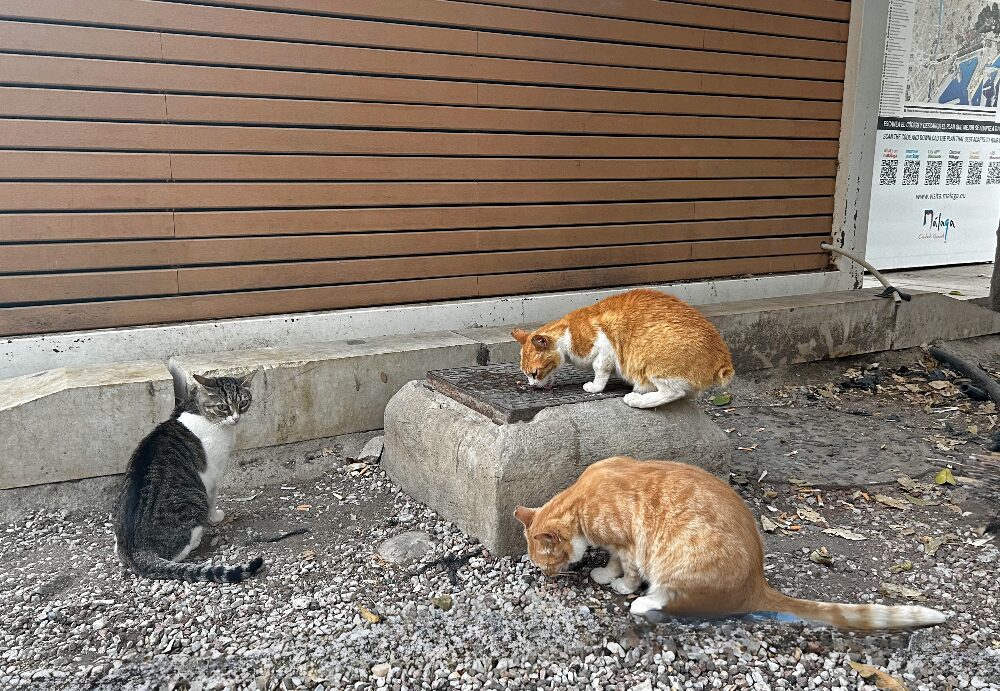 Málaga stray cats feeding time