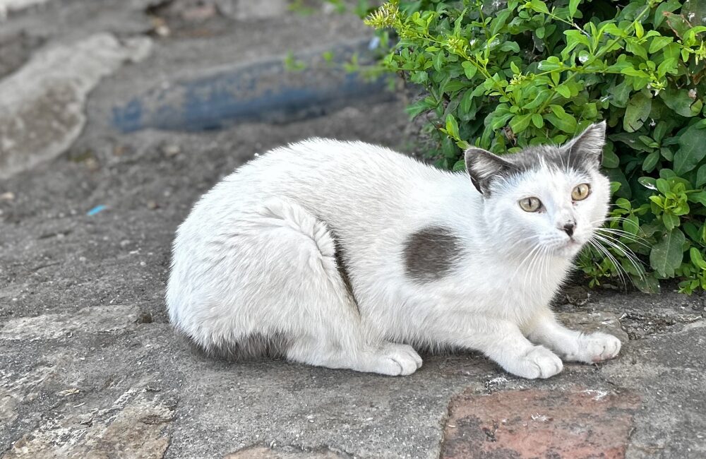 White cat in Málaga