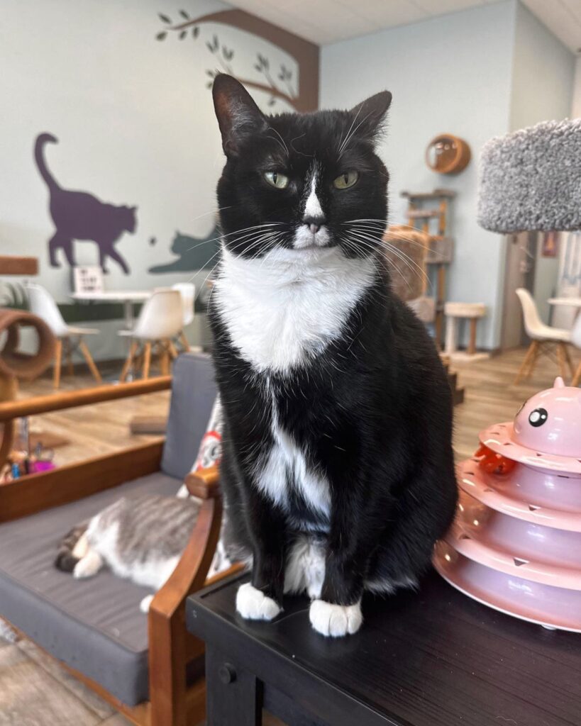 Meows Corner in Sterling