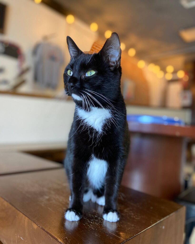 dapper tuxedo cat at the Mewsic Kitty Cat Cafe in Nashville, Tennessee