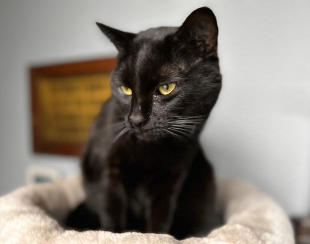 Aristide the museum cat