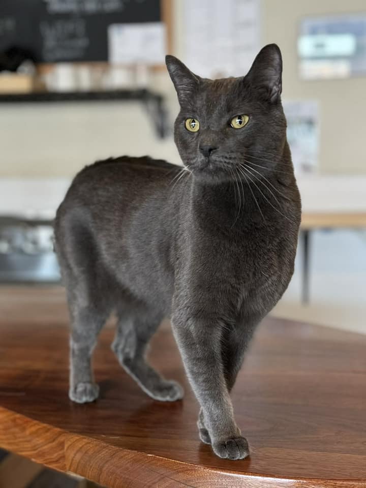 NoCo Cat Cafe in Loveland