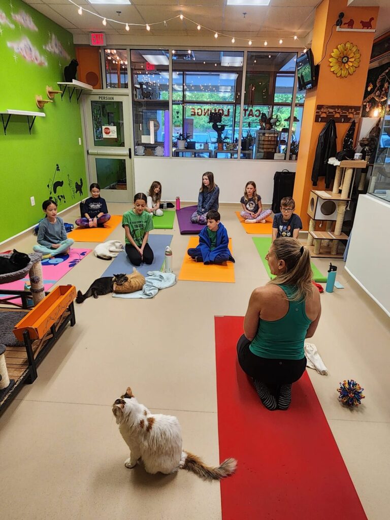 Cat Yoga at Patriot Pawsabilities Cat Lounge in Fairfax