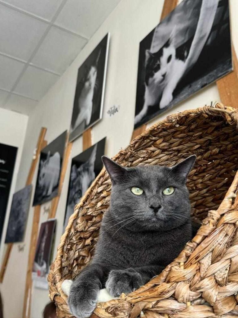 Cat Cafe Pilsen (Plzeňská Kočičí Kavárna) in Pilsen (Plzeň)