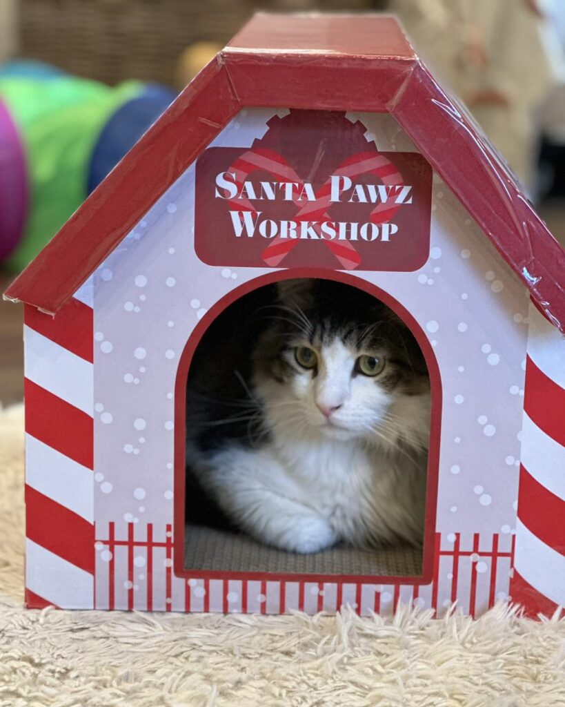 Santa Pawz Workshop at the Catty Corner Cafe in Leesburg
