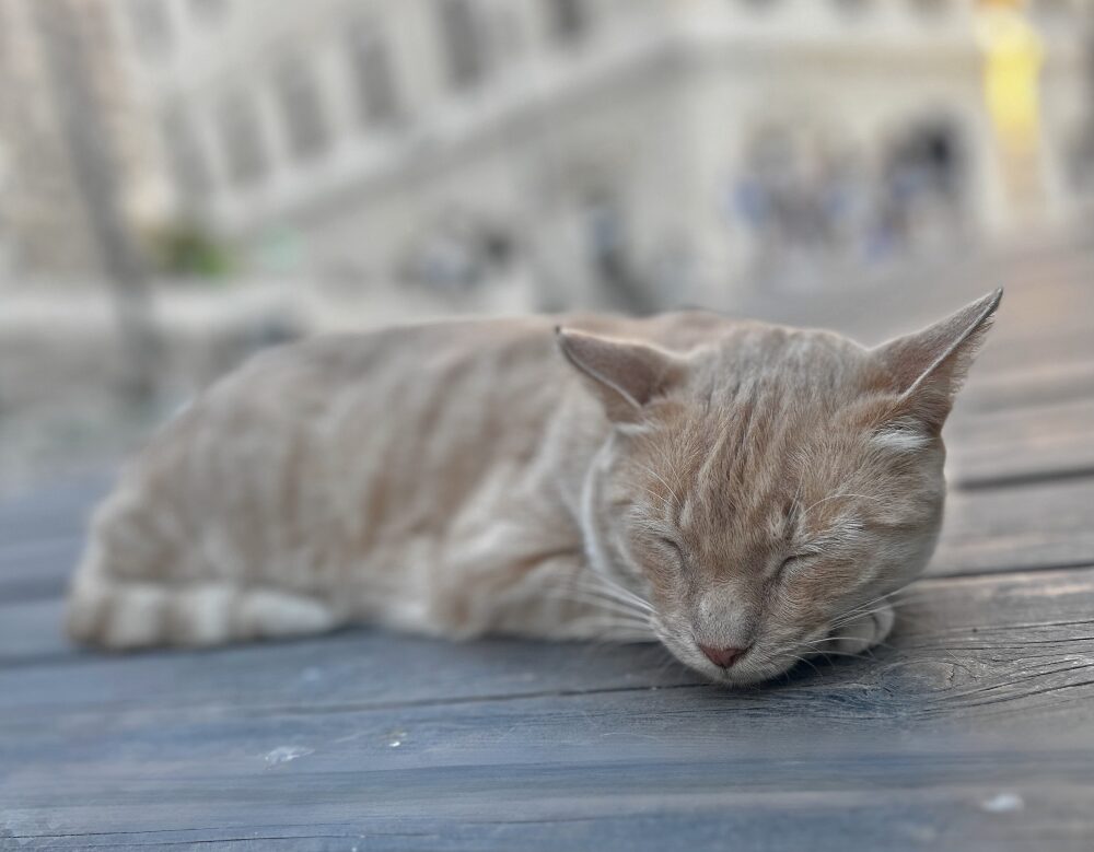 Sleeping Málaga cat