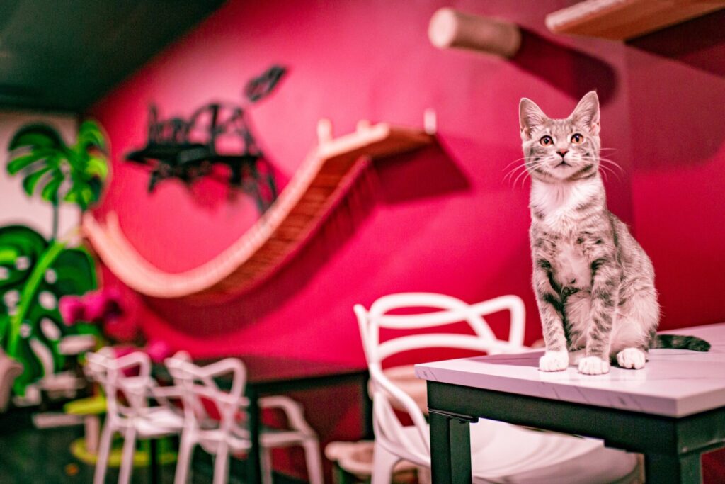 Tally Cat Cafe in Tallahassee