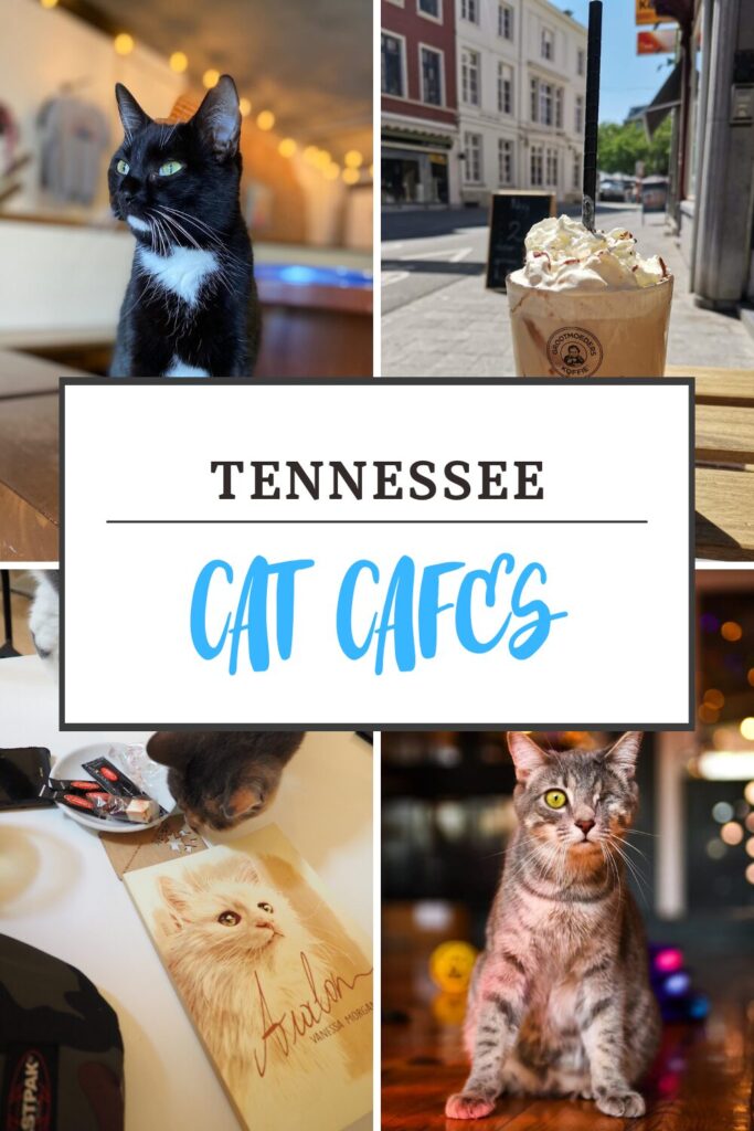 Tennessee cat cafes