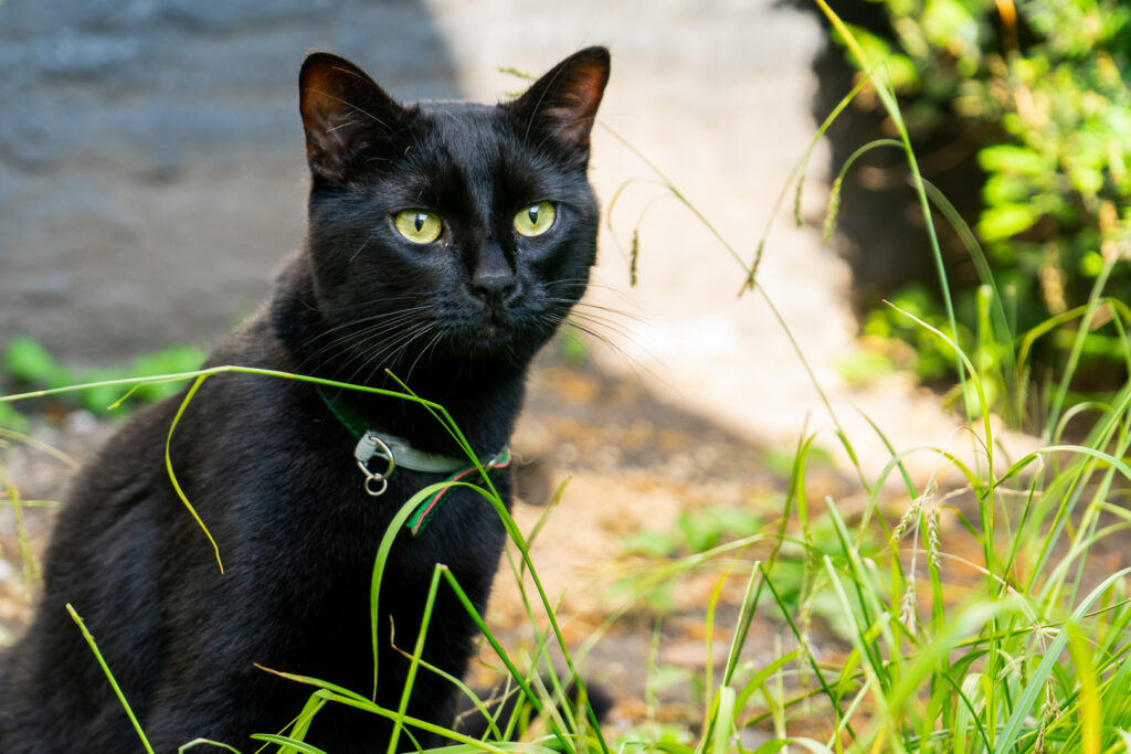 Aristide, the black cat of the folk museum in Bruges, Volkskundemuseum Brugge, in the garden