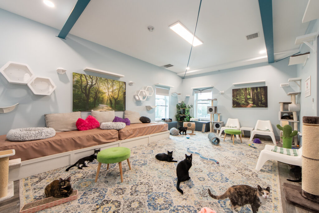Whiskers Workspace in St. Petersburg
