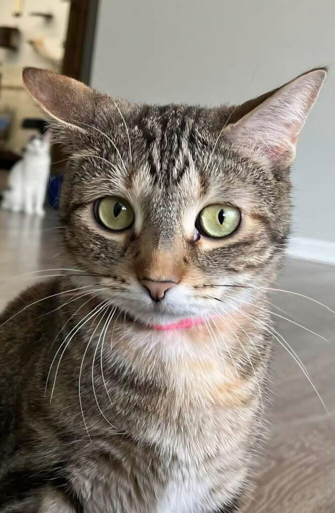 Baristocrats Cat Cafe in Jefferson City