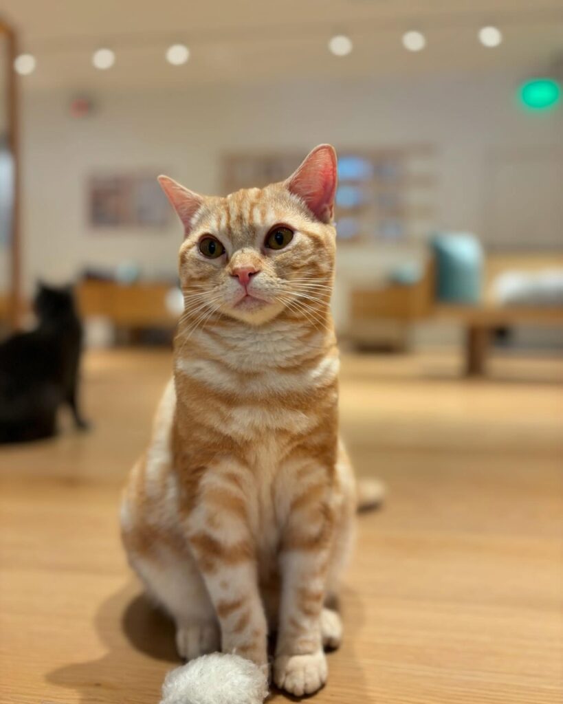 Cat Cafe Moff in Honolulu