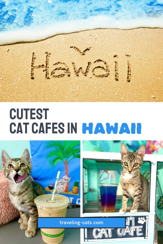 cat cafes in Hawaii