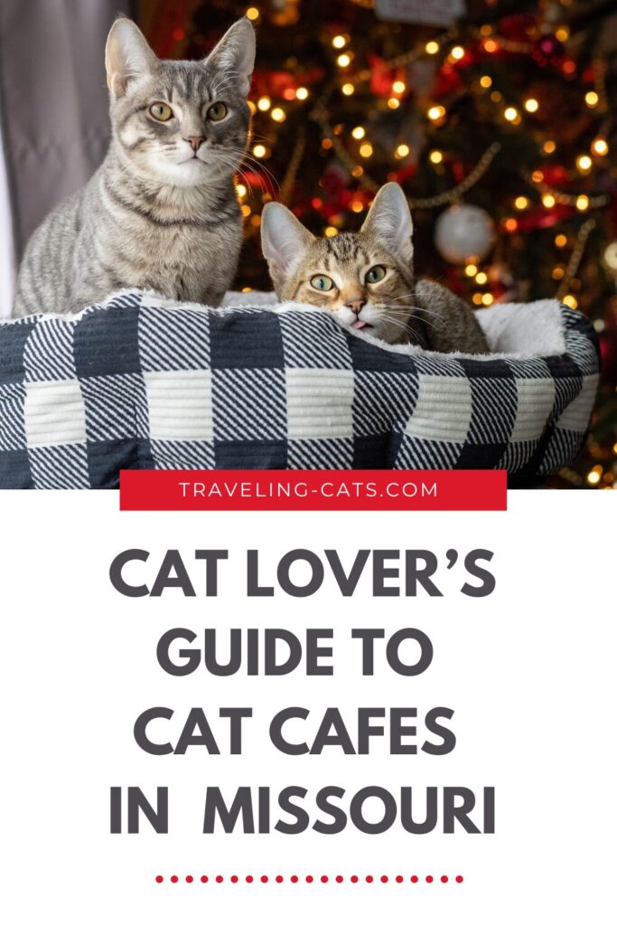 cat cafes in Missouri