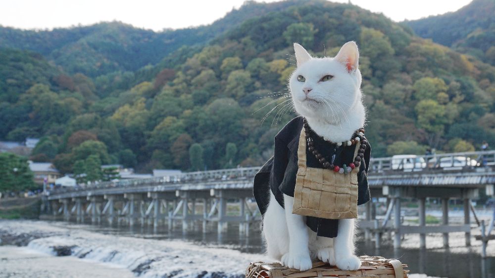 cat monk of Nyan Nyan Ji cat temple Kyoto