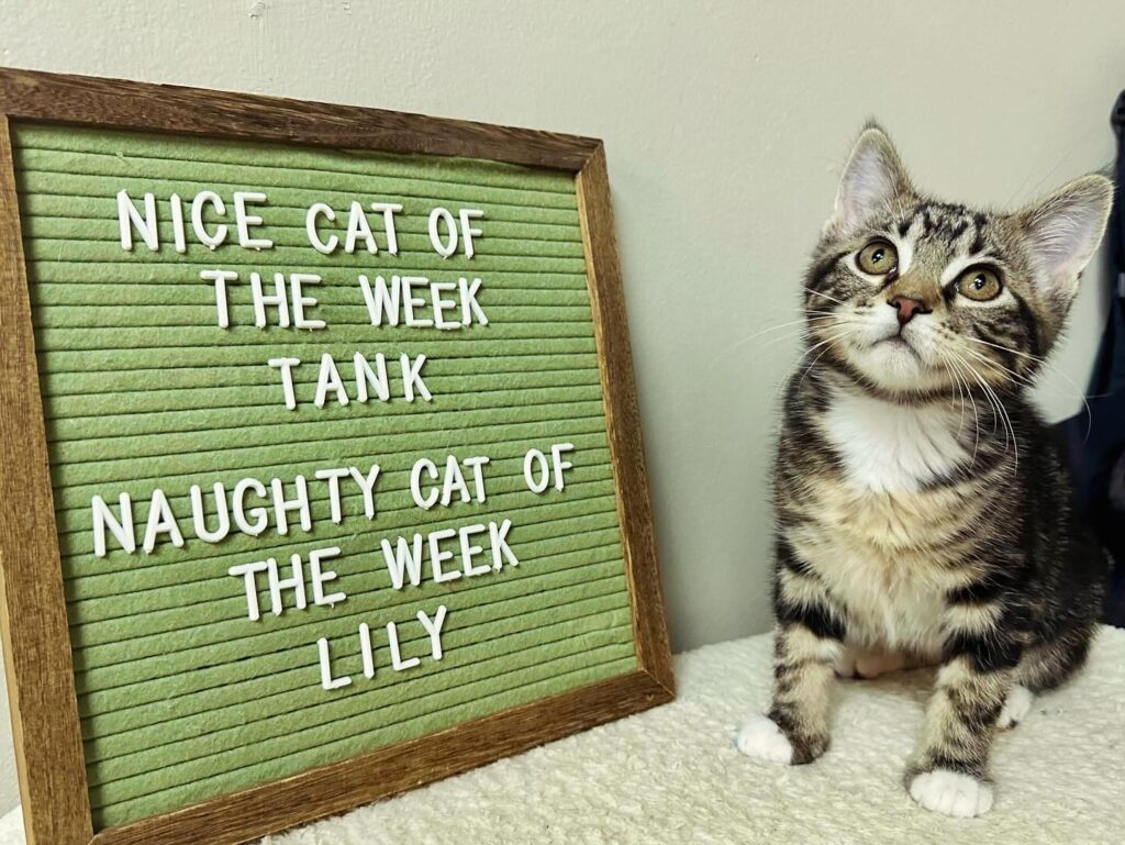 Cat Zen and Lounge in St. Charles