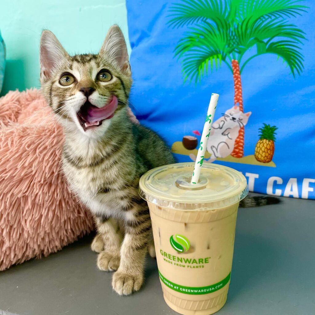 Hawaii Cat Cafe in Honolulu