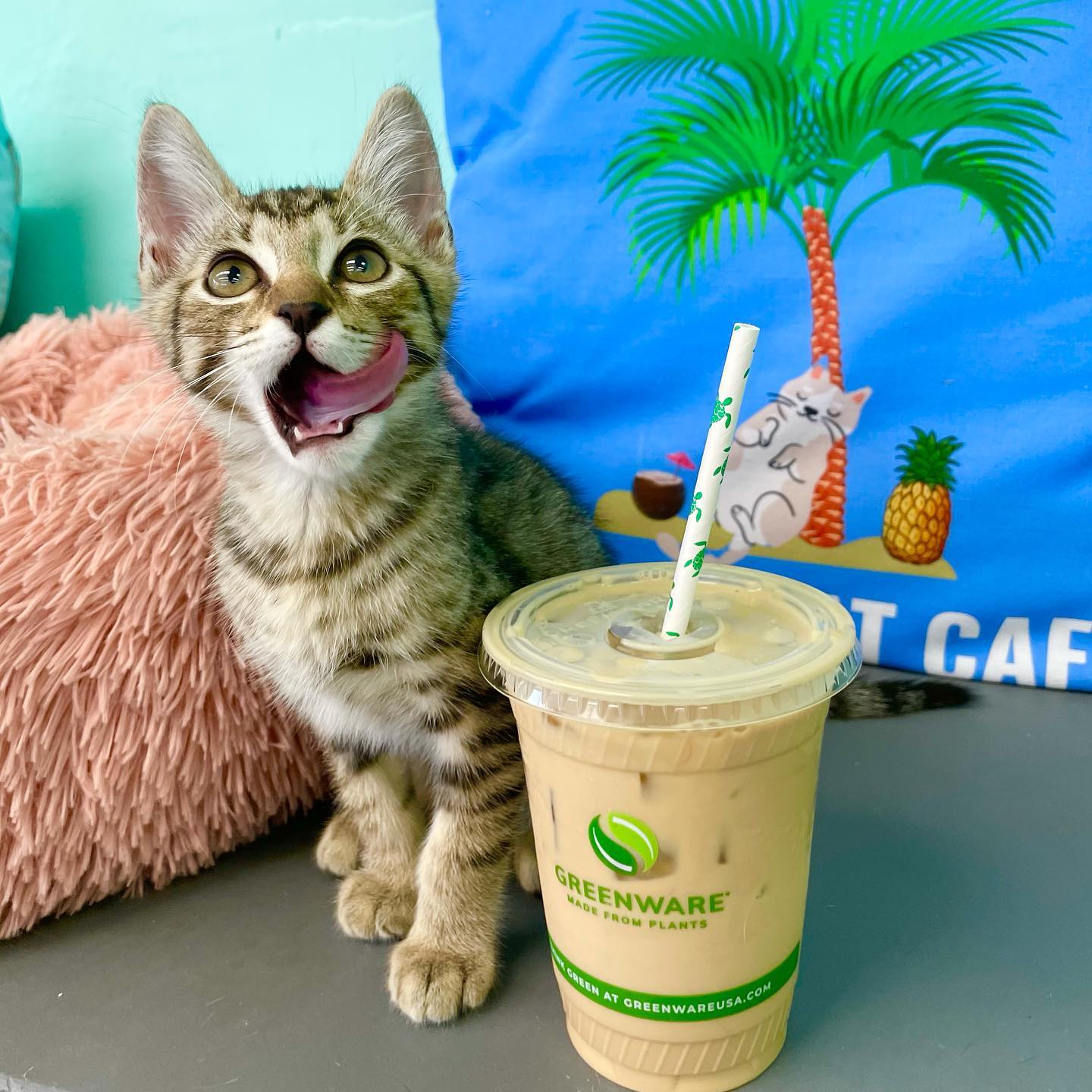 Feral cats in Hawaii need help—These cat cafes are making a difference ...
