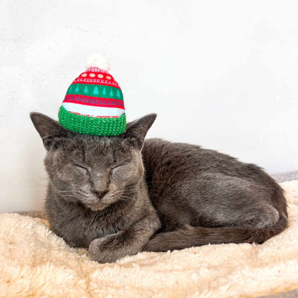 Mauhaus Cat Cafe & Lounge in Maplewood