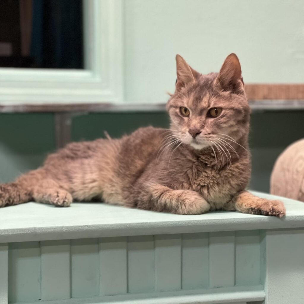 Mochas and Meows in Branson