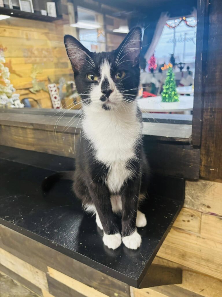 Nine Lives Cat Lounge & Adoption Center in Joplin