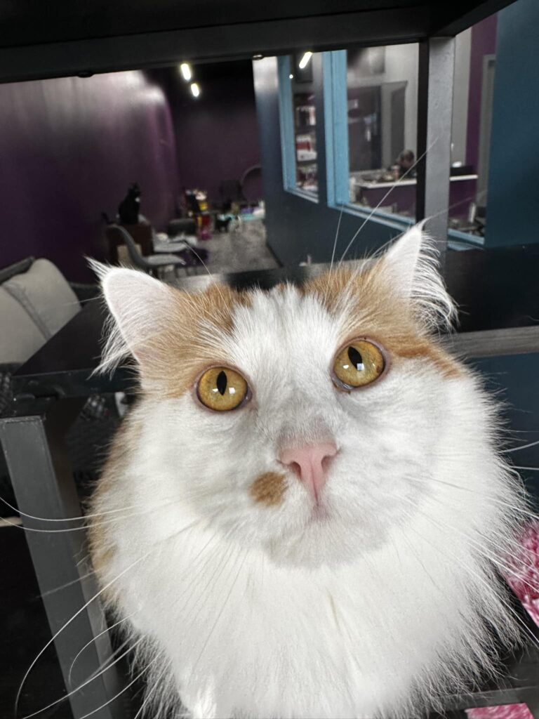 Sugar Kittens Cat Cafe & Cattery in Liberty