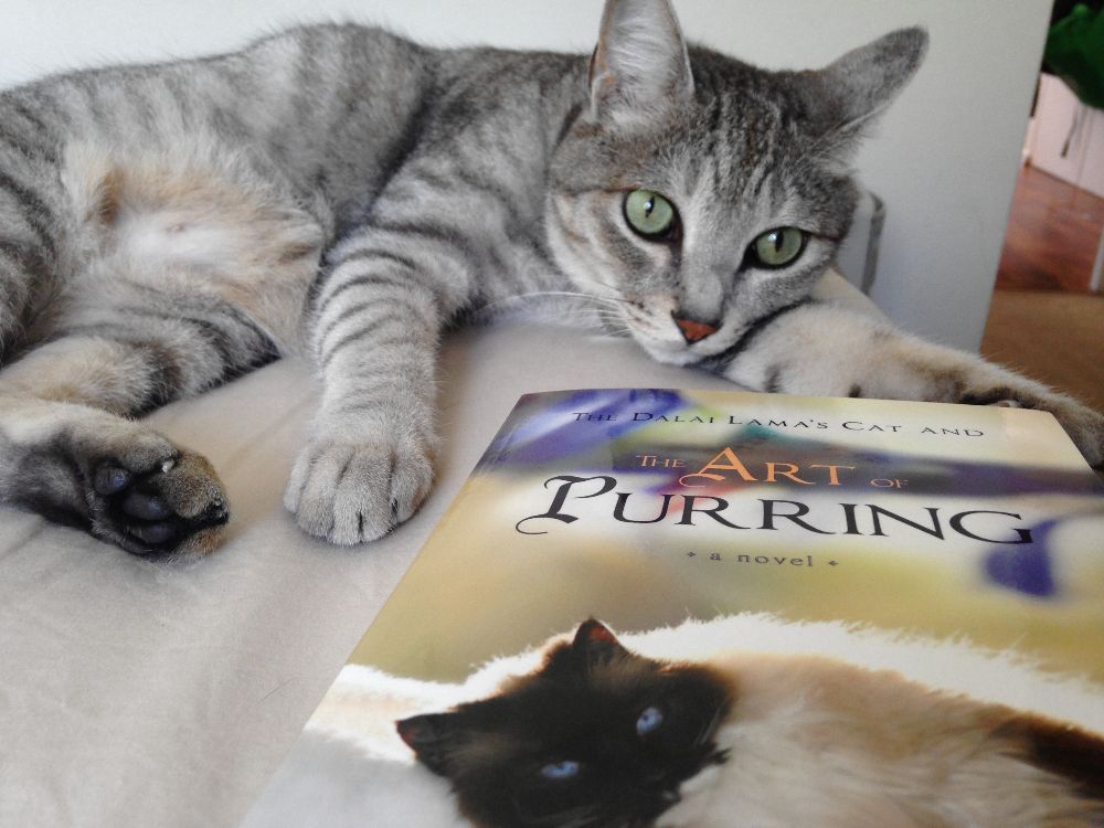 The Art of Purring