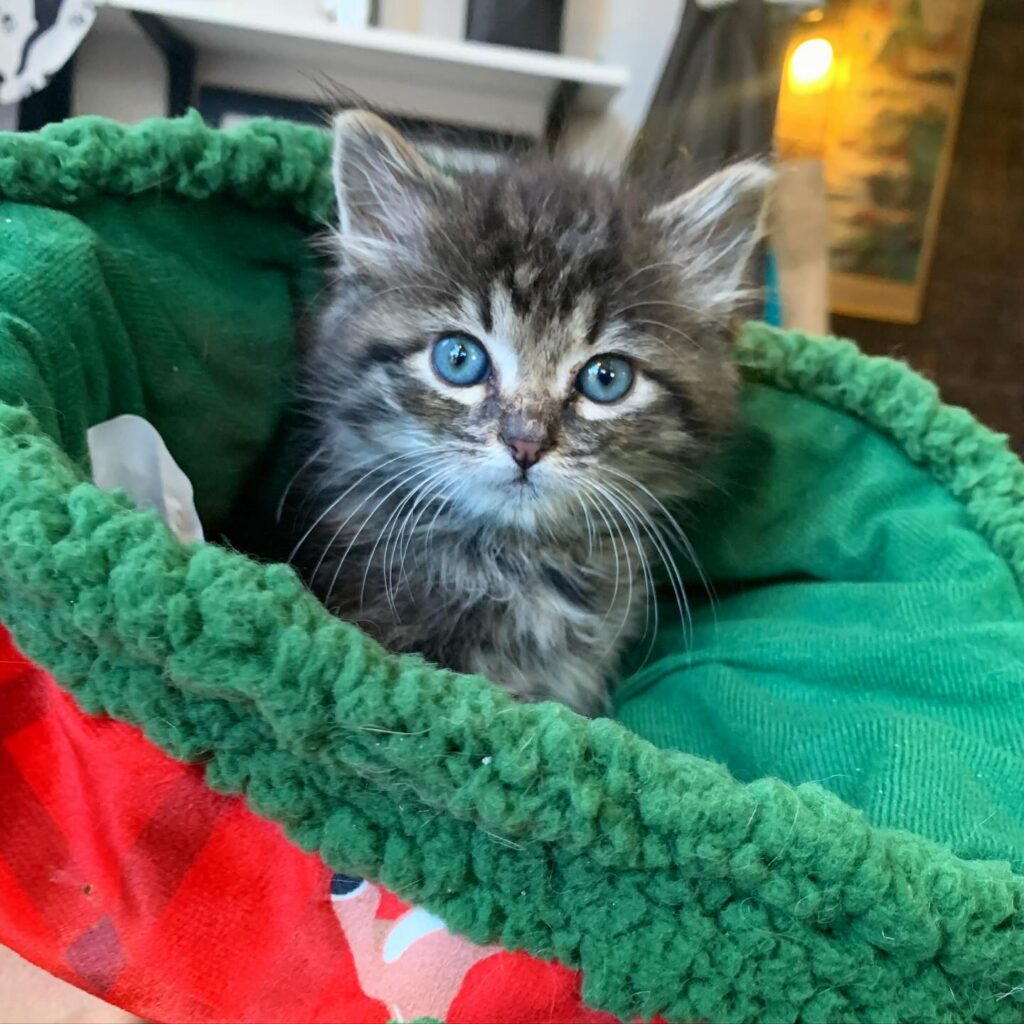 Cheshire Grin Cat Cafe in St. Louis