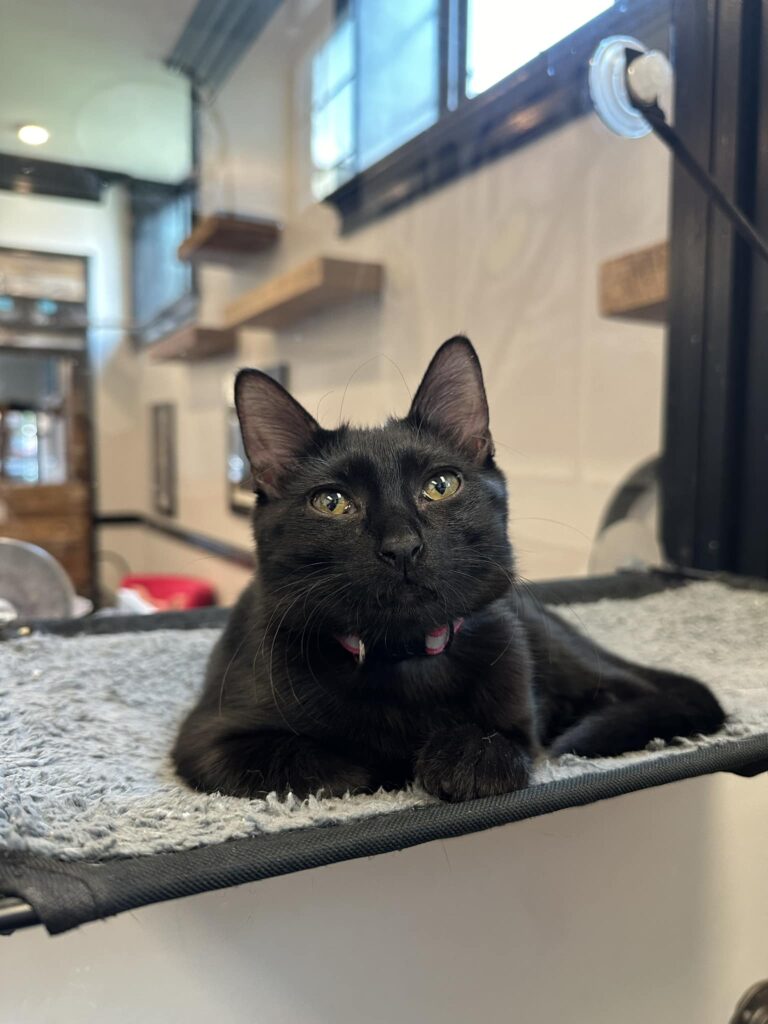 Whisker Station Cat Cafe & Lounge in Kirkwood