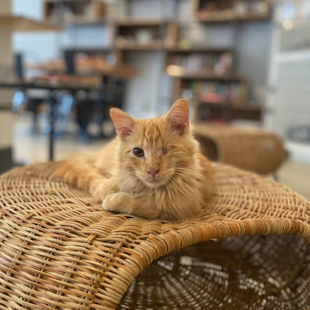 Whiskers Cat Cafe & Coffeehouse in Kansas City