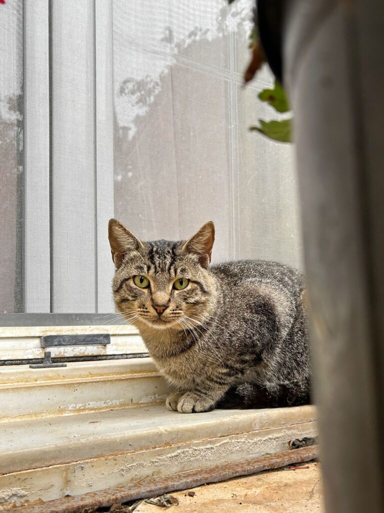 cat