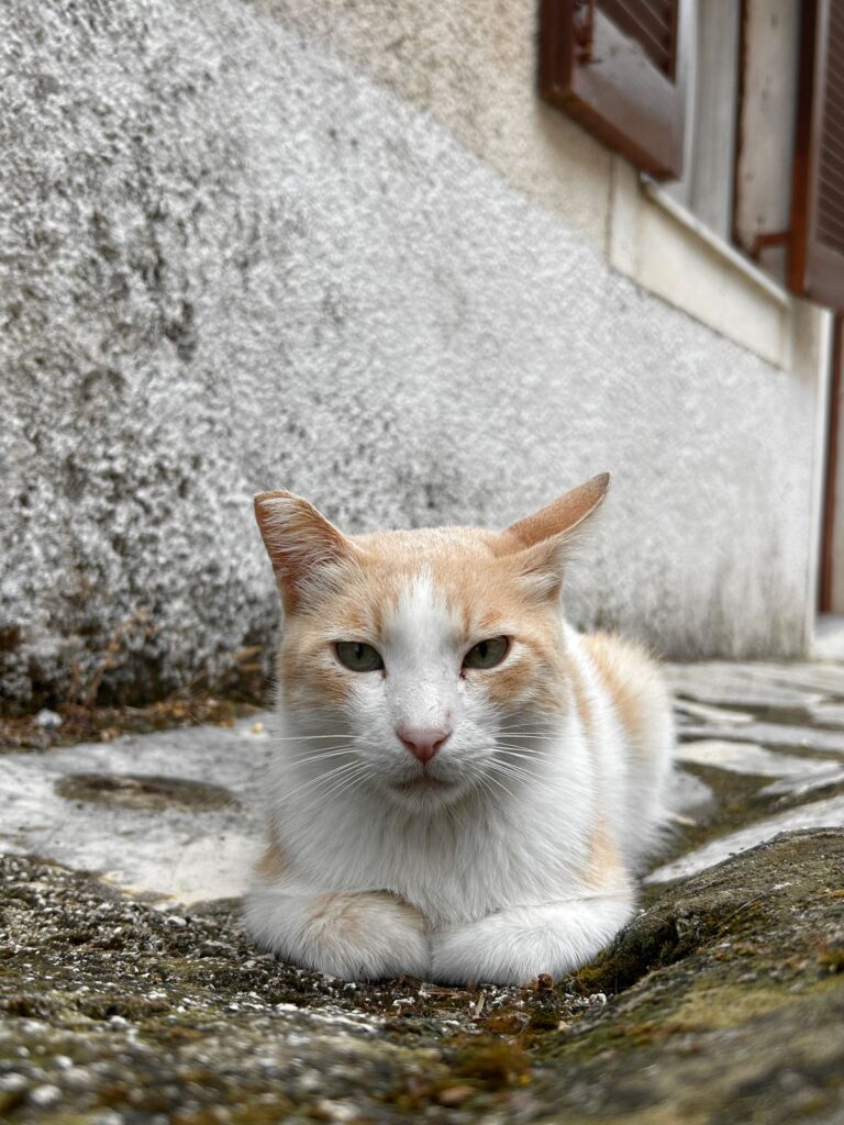 cat in Chlomos