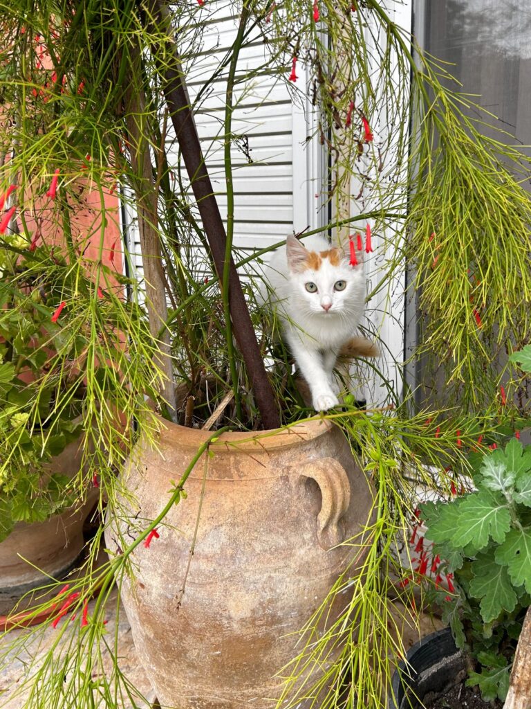 cat in a flower pot