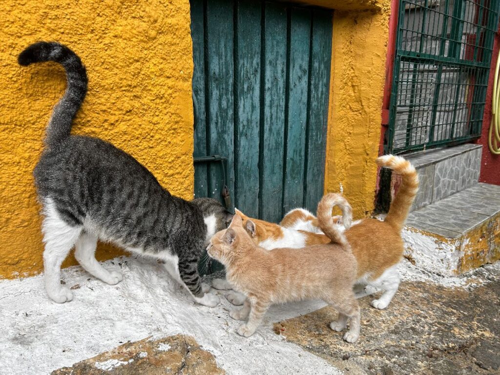 cats of Chlomos