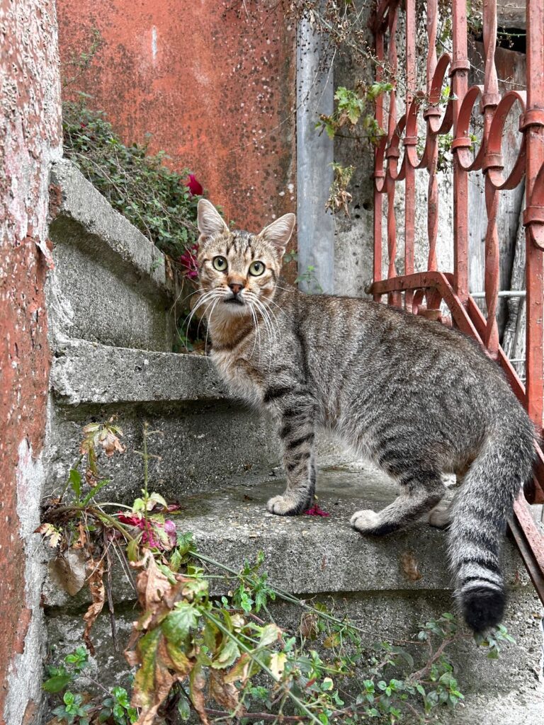cat of Chlomos