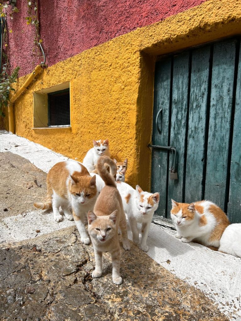 Chlomos cats