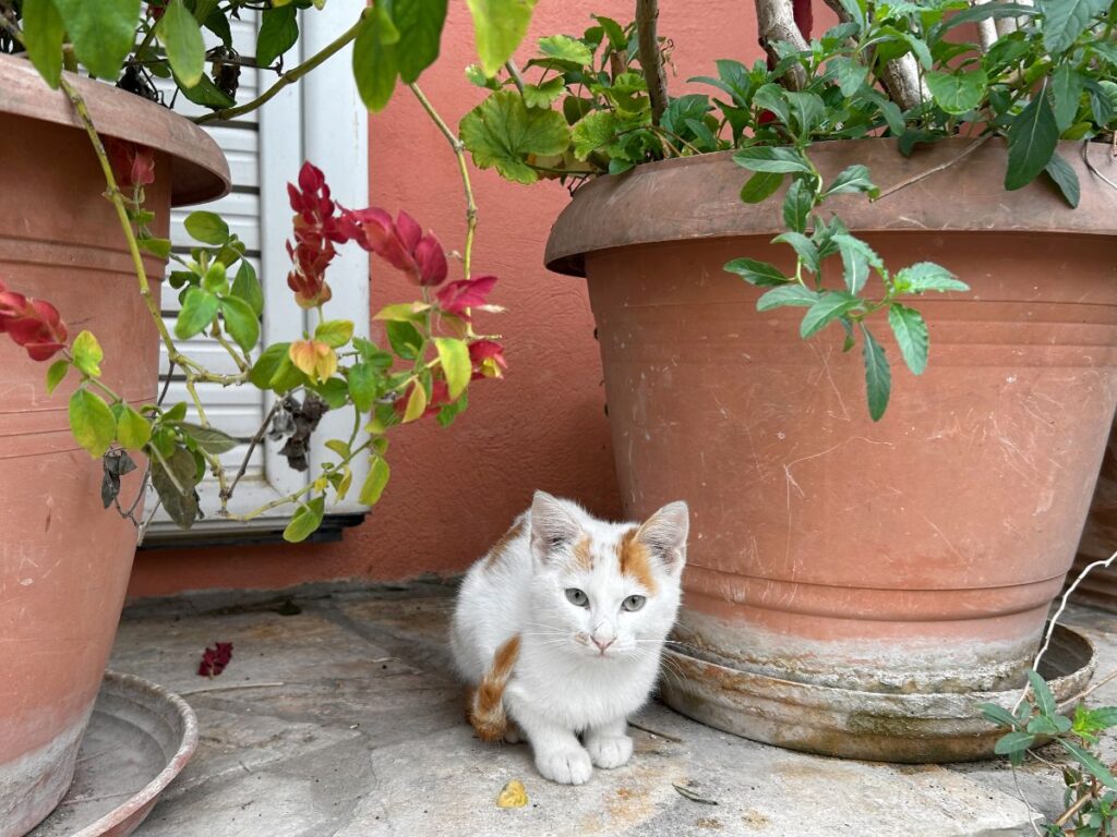 Chlomos kitten