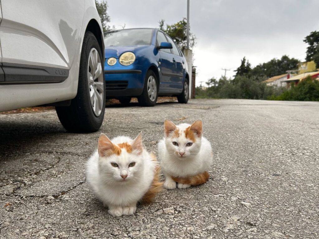 Chlomos kittens