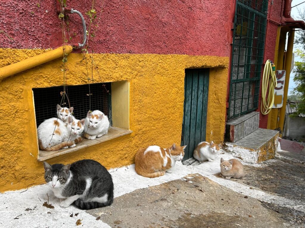 Chlomos restaurant cats