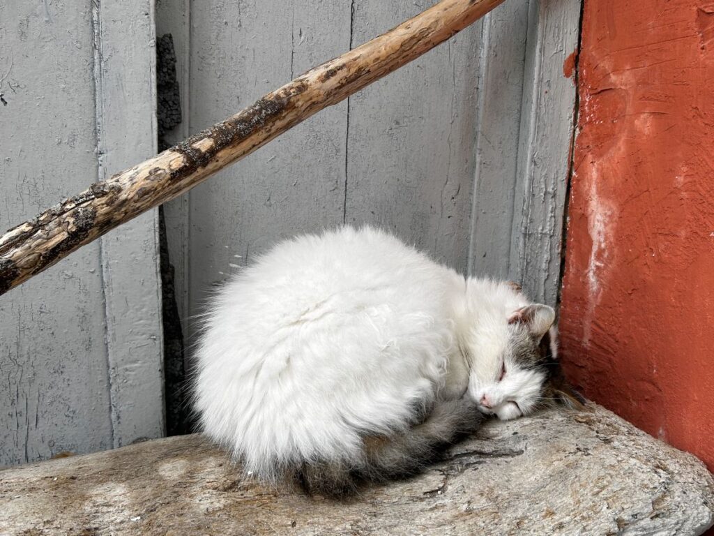 sleeping kitty of Chlomos