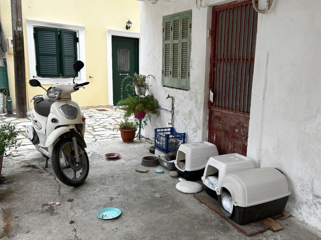 Chlomos stray cat care