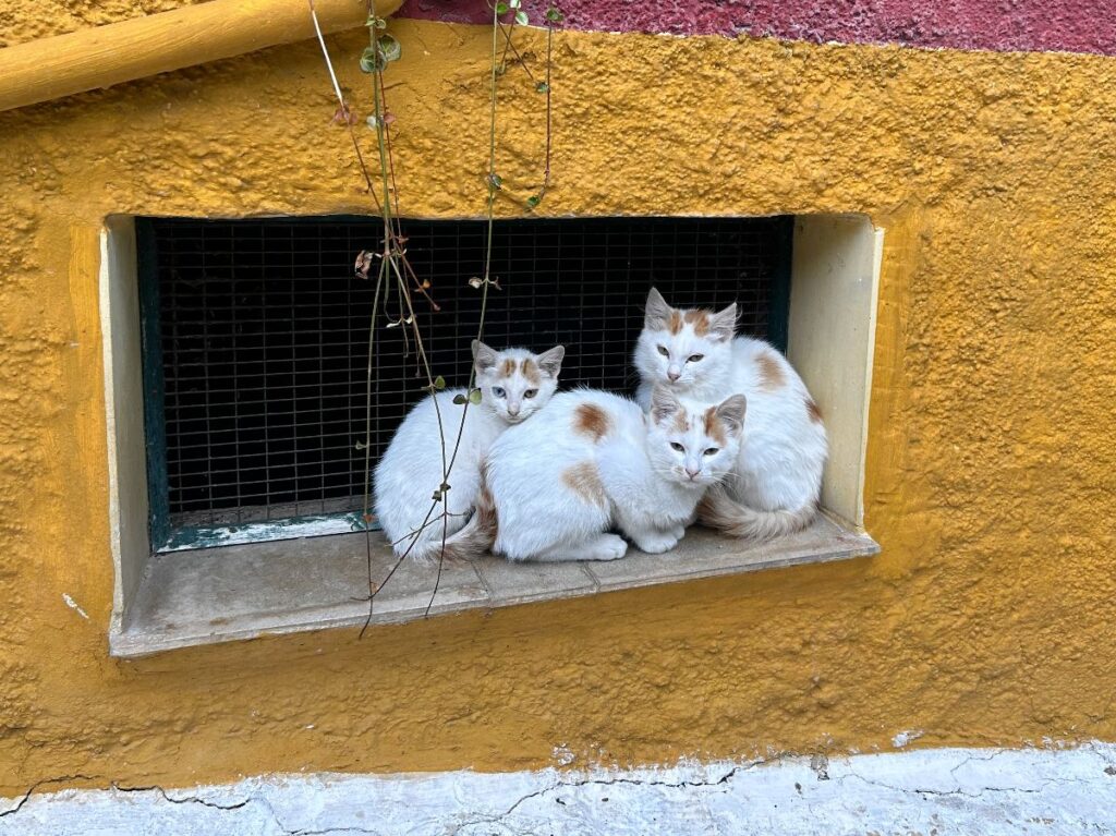 Corfu Angel Cats