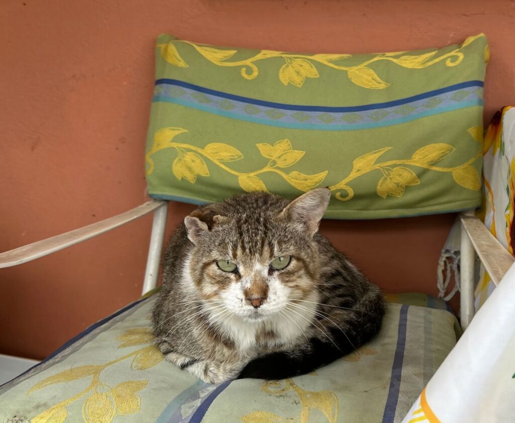 Corfu cat